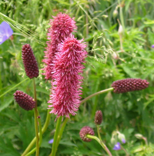 Sanguisorba; Burnet