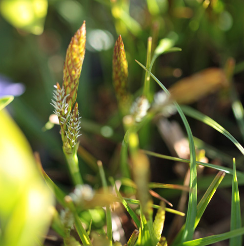 Carex Caryophyllea