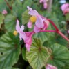 Begonia grandis ssp. evansiana 'Claret Jug'