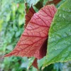 Begonia grandis ssp. evansiana 'Claret Jug'