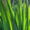 Crocosmia paniculata 'Cally Sword'