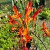 Crocosmia paniculata 'Cally Sword'