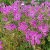 Erodium manescavii