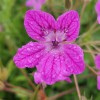 Erodium manescavii