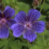 Geranium 'Blue Thunder'