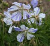 Geranium pratense 'Striatum'