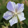 Geranium pratense 'Striatum'