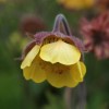 Geum 'Farmer John Cross'