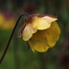 Geum 'Farmer John Cross'