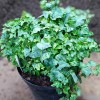 Hedera helix 'Little Luzii'