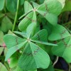 Oxalis tetraphylla 'Reverse Iron Cross'