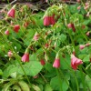 Oxalis tetraphylla 'Reverse Iron Cross'