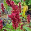 Bistorta amplexicaulis 'Red Baron'