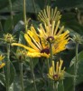 Rudbeckia subtomentosa 'Henry Eilers'