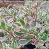 Sedum spurium 'Tricolor'