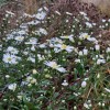 Symphyotrichum laeve 'White Climax'