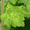 Tellima grandiflora 'Delphine'