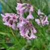 Tulbaghia capensis x natalensis