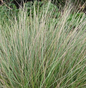 Festuca mairei