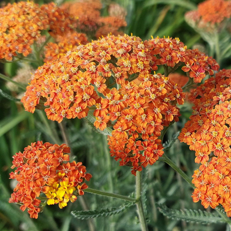 Achillea 'Terracotta'