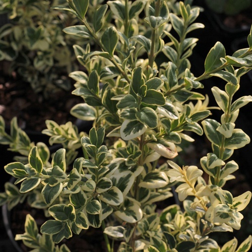 Buxus sempervirens 'Elegantissima'