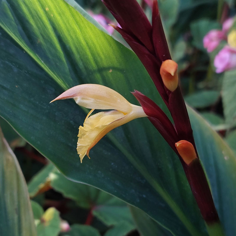 Cautleya spicata 'Bleddyn's Beacon'