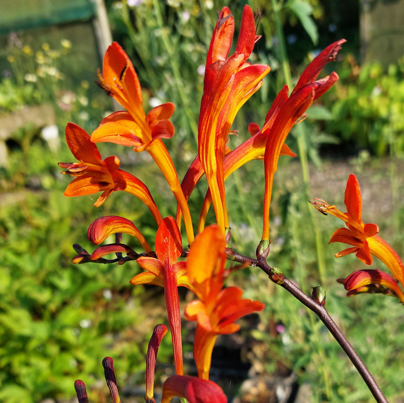 Crocosmia paniculata 'Cally Sword'