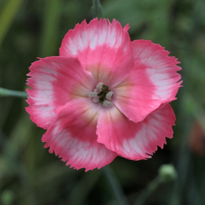 Dianthus 'Old Square Eyes'