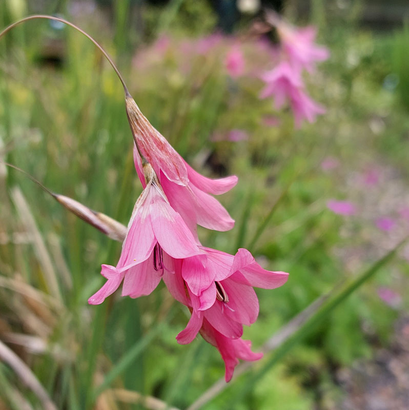 Dierama ambiguum seedlings