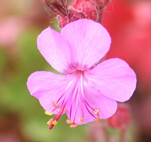 Geranium x cantabrigiense 'Berggarten'