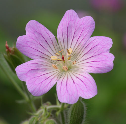 All Other Geraniums - The Plantsman's Preference