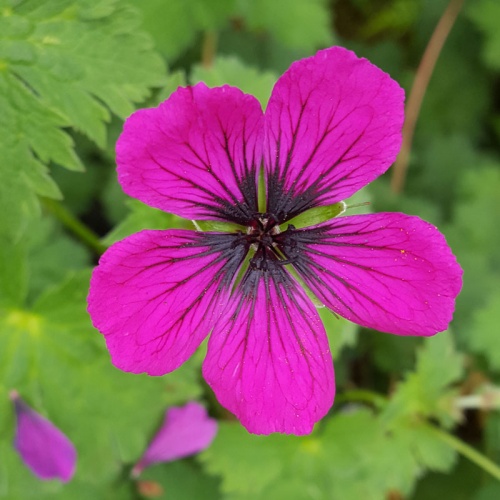 All Other Geraniums - The Plantsman's Preference