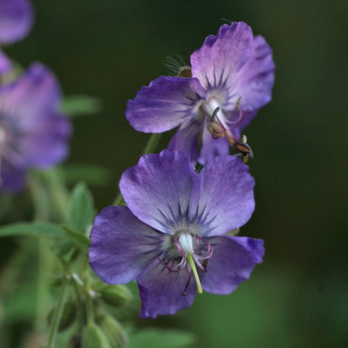 Geranium phaeum 'Enid'