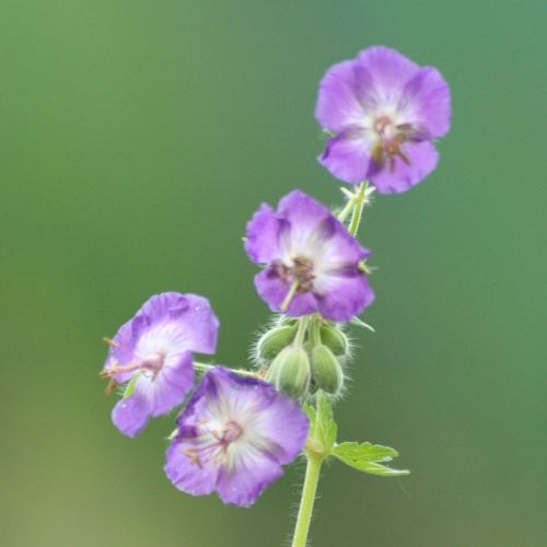 Geranium phaeum 'Nightshade'