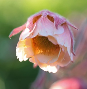 Geum 'Pink Frills'