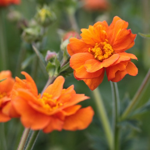 Geum 'Rijnstroom'