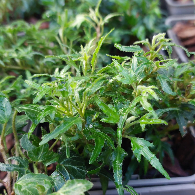 Hedera helix 'Dyinnii'