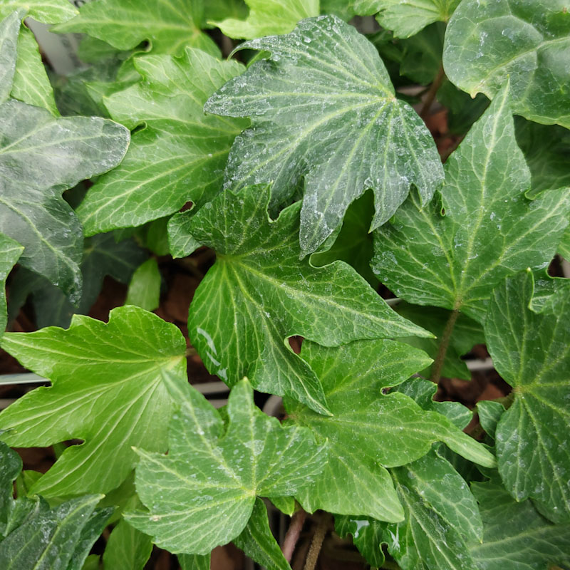 Hedera helix 'Francis'