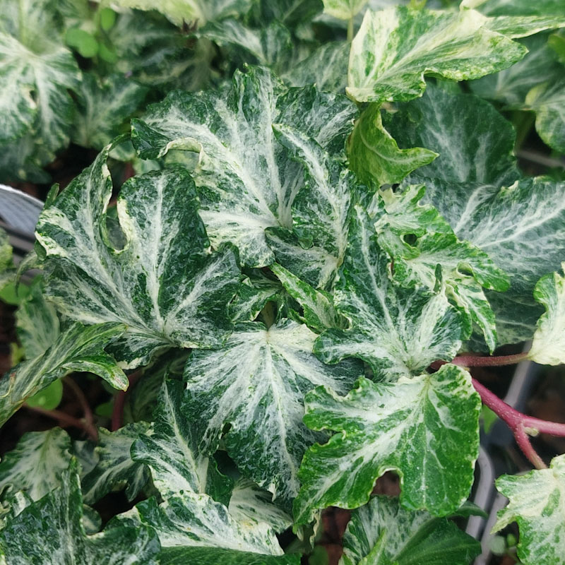 Hedera helix 'Kaleidoscope'