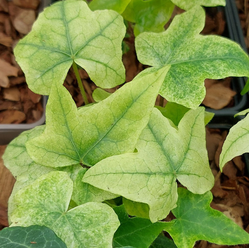 Hedera helix 'Sally'