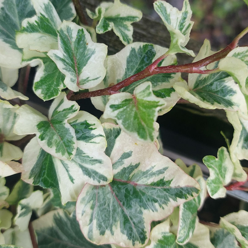 Hedera helix 'Seabreeze'