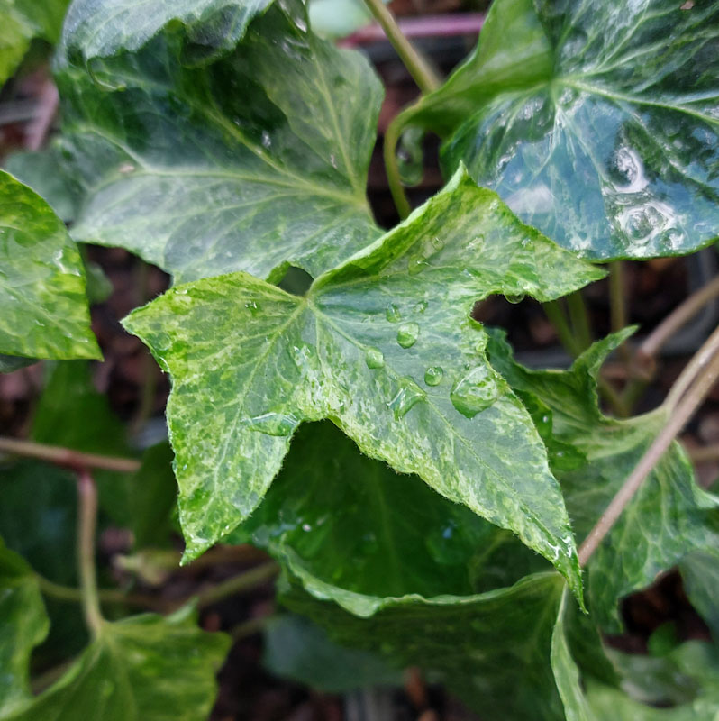 Hedera helix 'Spectre'