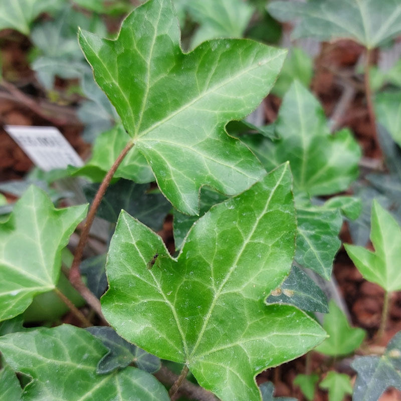 Hedera hibernica 'Palmata'