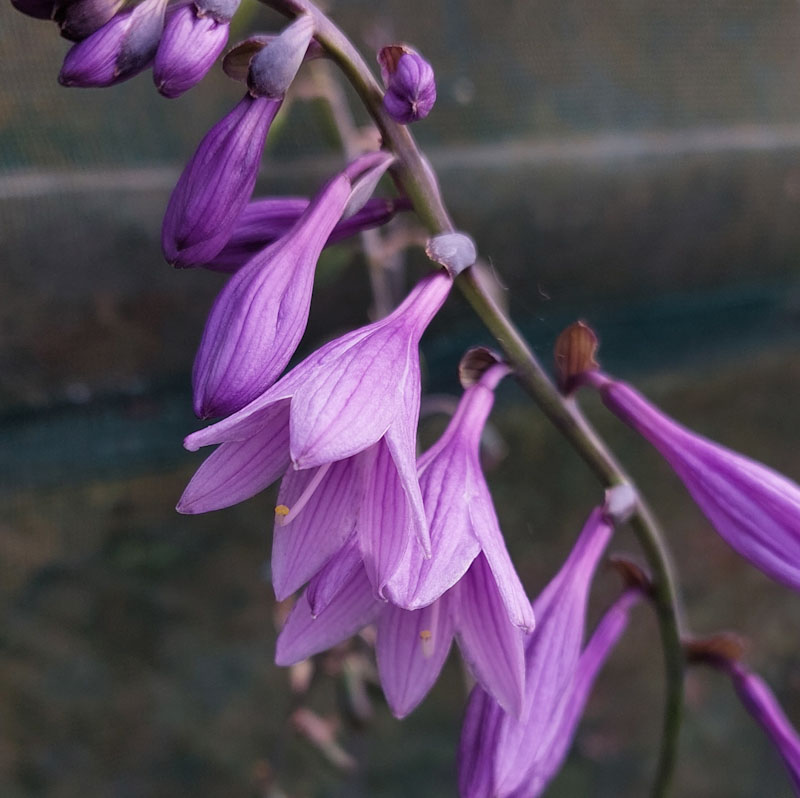 Hosta sp TCM 12-838