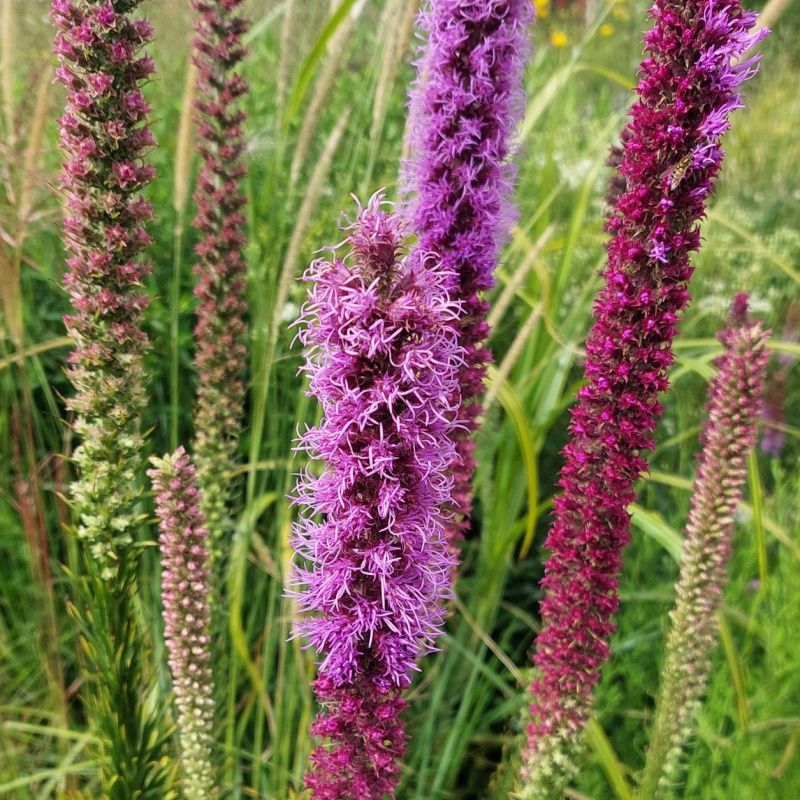 Liatris pycnostachya