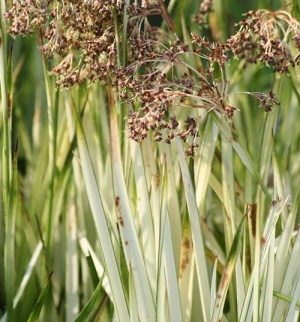 Luzula sylvatica 'Taggart's Cream'