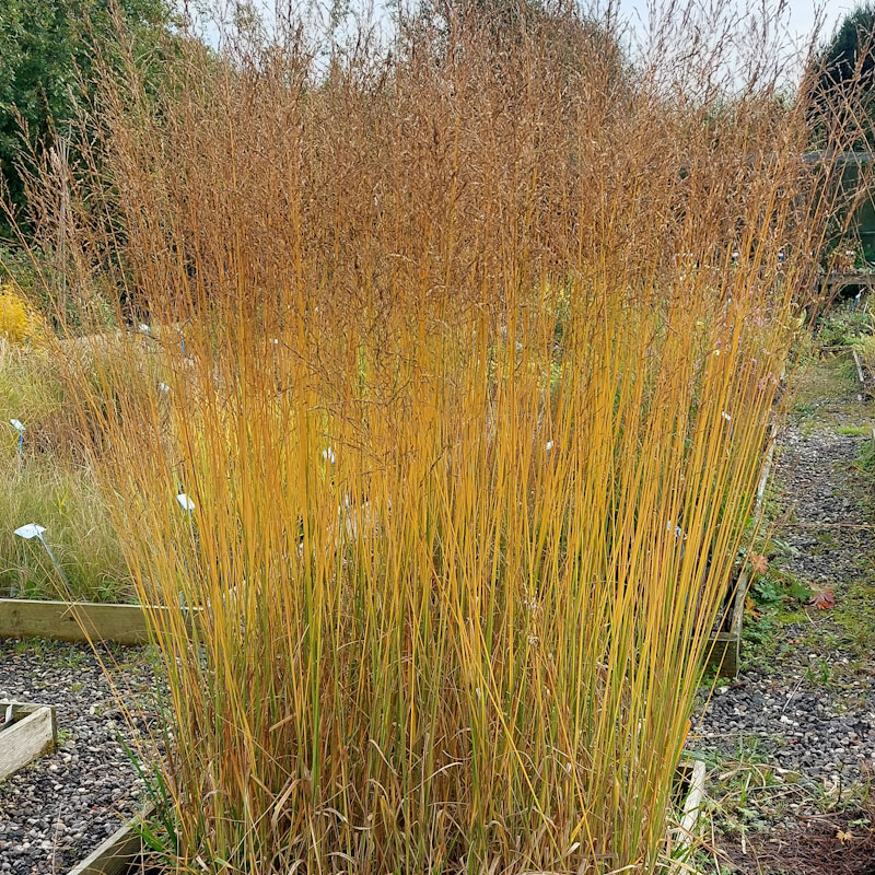 Molinia caerulea ssp. arundinacea 'Witches Broom'