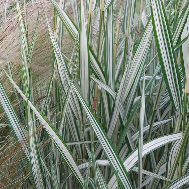 Phalaris arundinacea var. picta 'Feesey'