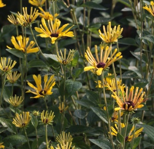 Rudbeckia subtomentosa 'Henry Eilers'