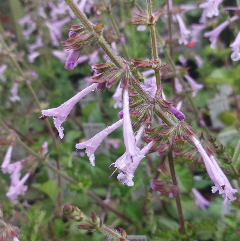 Salvia scabra